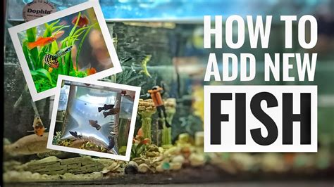 how to add fish to aquarium|How to Add New Fish to a Tank (Step by Step & Tips.
